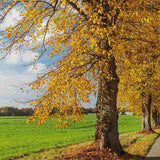 Small-Leaved Lime Tree | Tilia cordata 'Winter Orange' Ornamental Trees