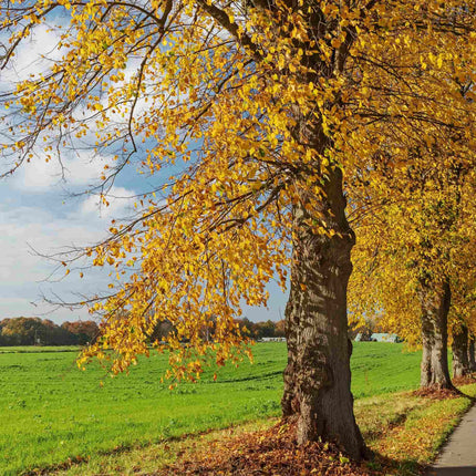 Small-Leaved Lime Tree | Tilia cordata 'Winter Orange' Ornamental Trees