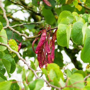 Judas Tree | Cercis siliquastrum Ornamental Trees