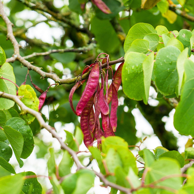 Judas Tree | Cercis siliquastrum Ornamental Trees