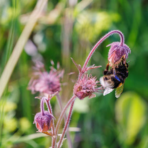 Water Avens | Geum rivale Pond Plants