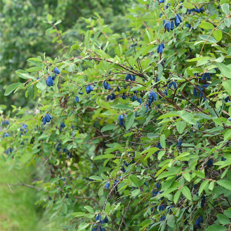 'Kamtschatica' Honeyberry Bush Soft Fruit
