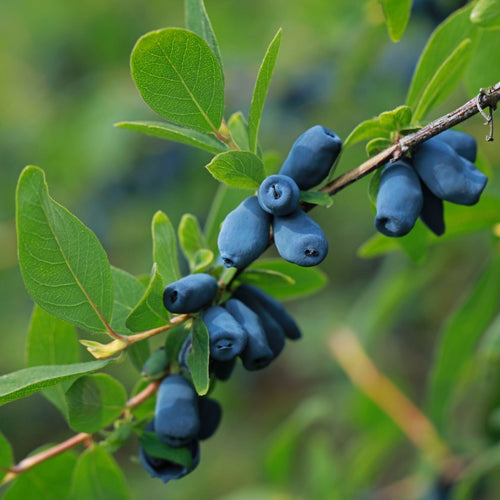 'Blue Velvet' Honeyberry Bush Soft Fruit