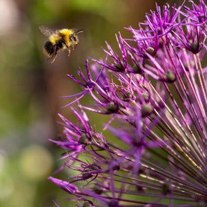 Allium cristophii Perennial Bedding
