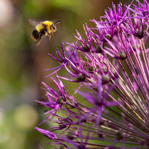 Allium cristophii Perennial Bedding