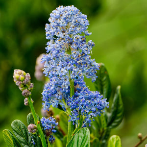 Ceanothus 'Skylark' Shrubs