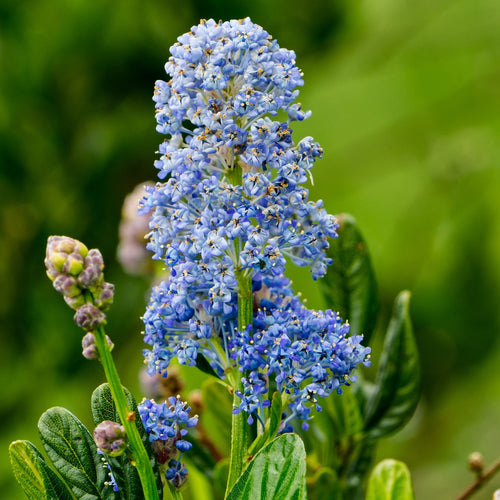 Ceanothus 'Skylark' Shrubs