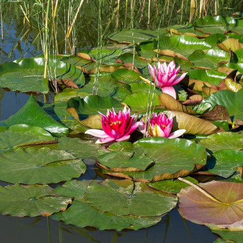 Red Water Lily | Nymphaea 'Attraction' Pond Plants