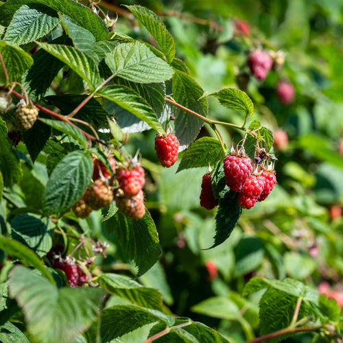 'Tulameen' Raspberry Plants Soft Fruit