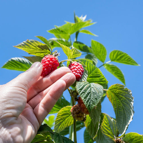 'Tulameen' Raspberry Plants Soft Fruit