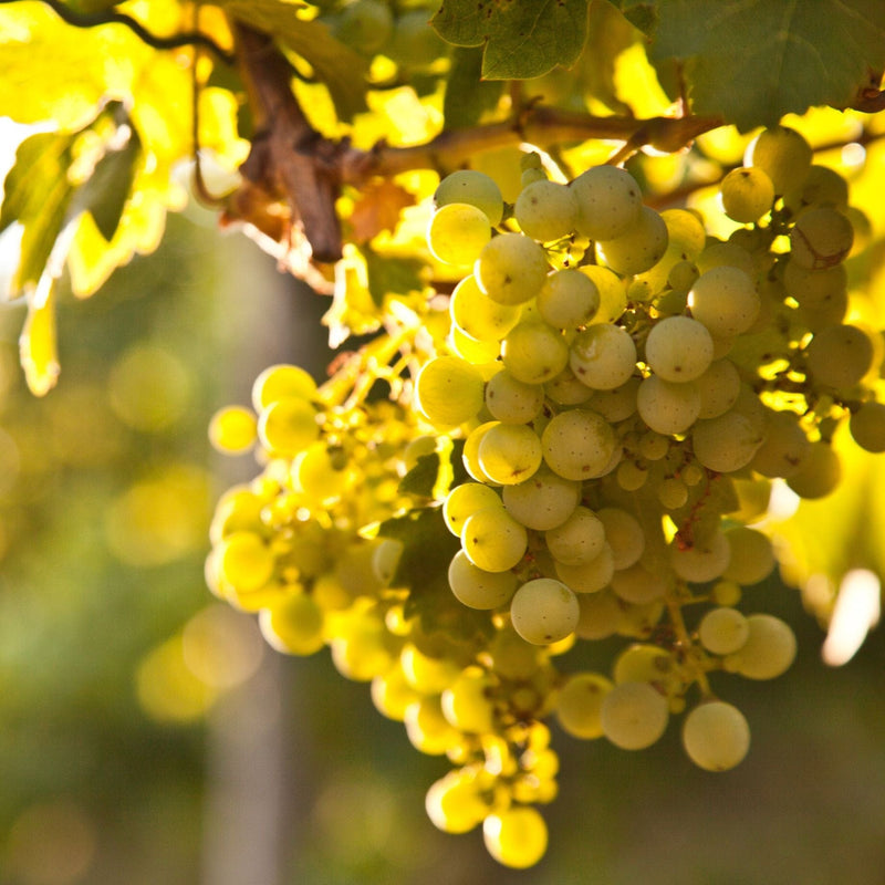 'Regal Seedless' Grape Vine Soft Fruit