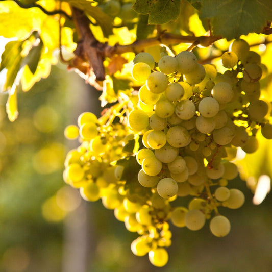'Regal Seedless' Grape Vine Soft Fruit
