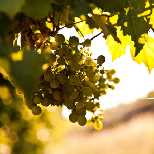 'Regal Seedless' Grape Vine Soft Fruit