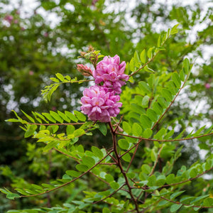 'Pink Cascade' False Acacia Tree | Robinia pseudoacacia Ornamental Trees