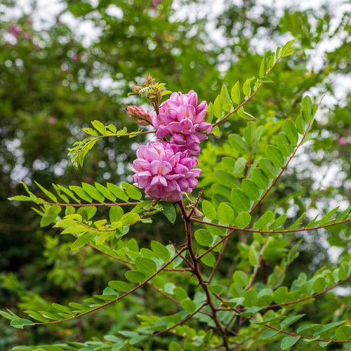 'Pink Cascade' False Acacia Tree | Robinia pseudoacacia Ornamental Trees