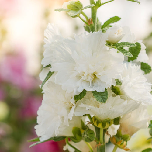 Hollyhock 'Spring Celebrities White' Perennial Bedding