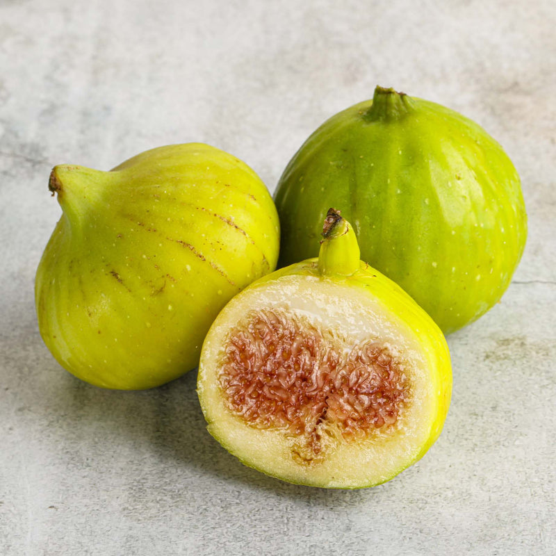 'White Marseilles' Fig Tree Mediterranean Fruit Trees