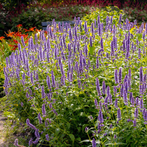 Mexican Giant Hyssop | Agastache 'Blue Fortune' Perennial Bedding