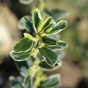 Euonymus japonicus 'Susan' Shrubs