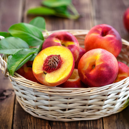 Patio Nectarine Tree | Prunus persica 'Nectarella' Trained Fruit Trees