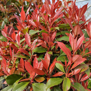 Patio Photinia Tree | Photinia × fraseri 'Carré Rouge' Shrubs