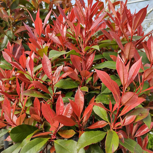 Patio Photinia Tree | Photinia × fraseri 'Carré Rouge' Shrubs