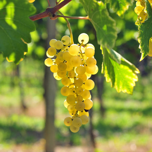 'Regal Seedless' Grape Vine Soft Fruit