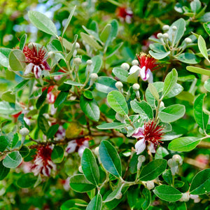 Pineapple Guava Plant | Feijoa Sellowiana Soft Fruit