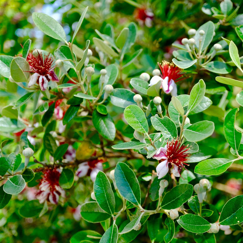 Pineapple Guava Plant | Feijoa Sellowiana Soft Fruit