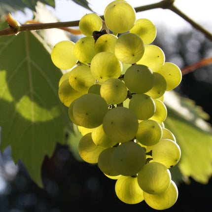'Phoenix' Outdoor Grape Vine Soft Fruit
