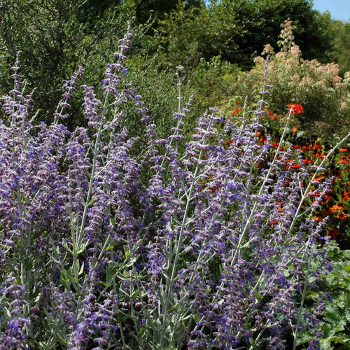 Perovskia 'Little Spire' Perennial Bedding