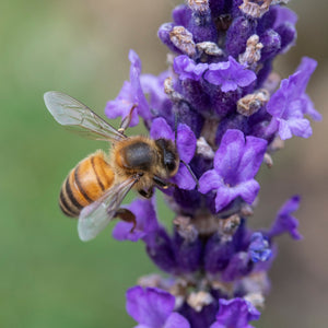 English Lavender 'Hidcote' | Lavandula angustifolia Perennial Bedding