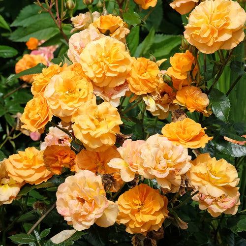 'Precious Amber' Bush Rose Shrubs