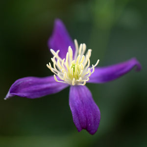 Scented Clematis | Clematis x aromatica Climbing Plants