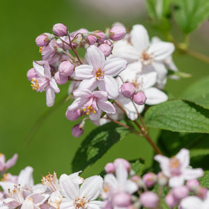 Deutzia 'Mont Rose' Shrubs