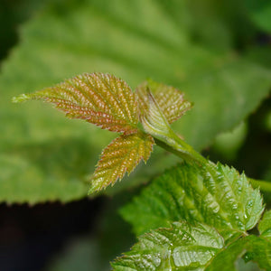 'Chester' Blackberry Plant Soft Fruit