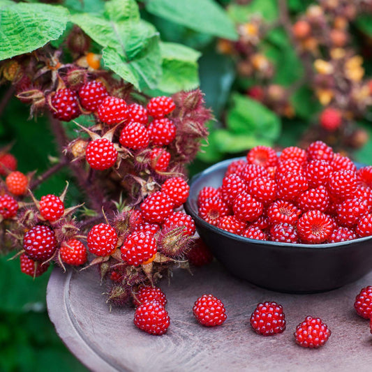 Japanese Wineberry Plant Soft Fruit