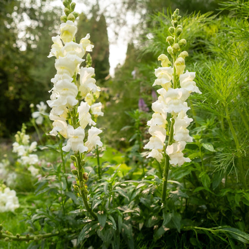 Antirrhinum 'Sonnet White' Perennial Bedding