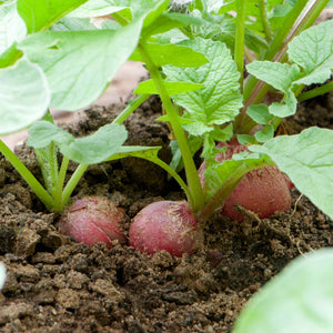'Cherry Belle' Radish Plants Vegetables