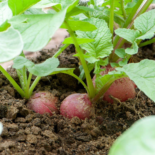 'Cherry Belle' Radish Plants Vegetables