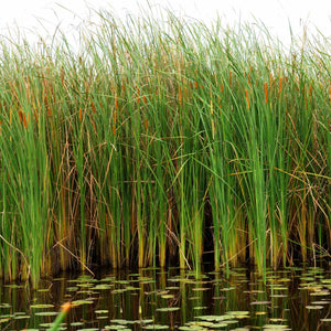 Lesser Bulrush | Typha angustifolia Pond Plants