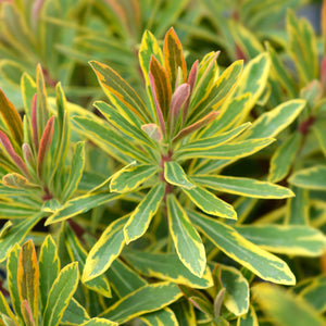 Euphorbia 'Ascot Rainbow' Perennial Bedding