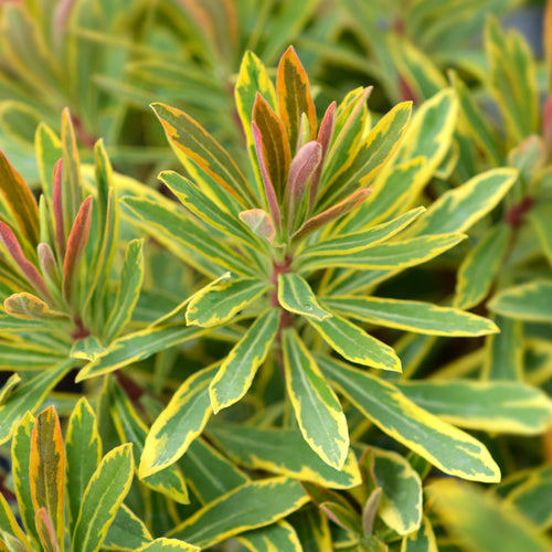 Euphorbia 'Ascot Rainbow' Perennial Bedding