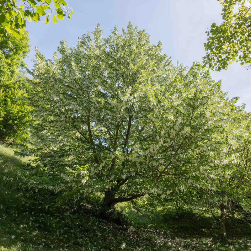 Pocket Handkerchief Tree | Davidia involucrata Ornamental Trees