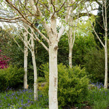 Himalayan Birch Tree | Betula utilis jacquemontii Ornamental Trees