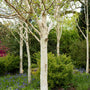 Himalayan Birch Tree | Betula utilis jacquemontii Ornamental Trees