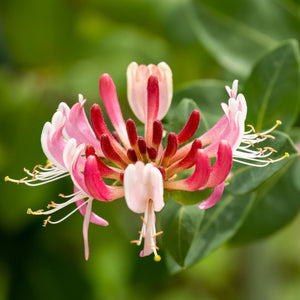 'Gold Flame' Honeysuckle | Lonicera heckrottii Climbing Plants
