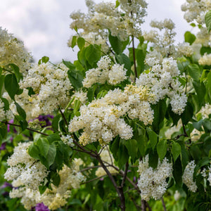 Lilac 'Primrose' | Syringa vulgaris Shrubs