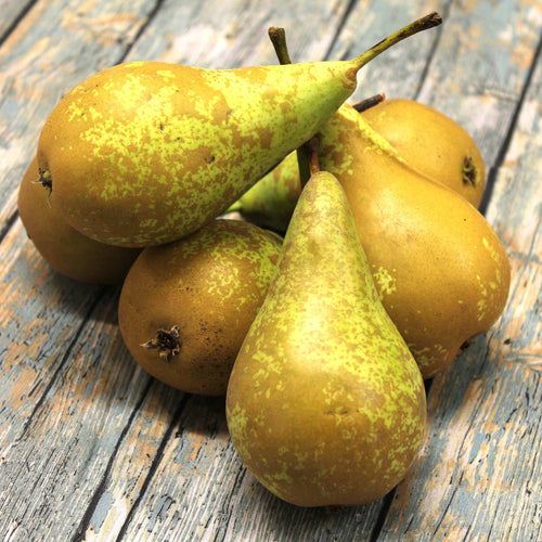 'Conference Improved' Patio Pear Tree Fruit Trees