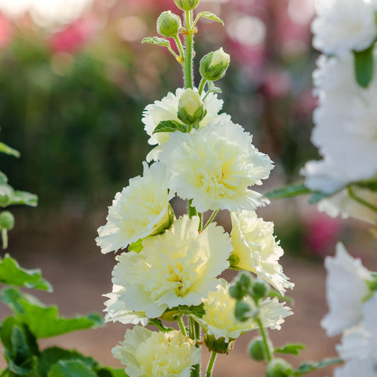 Hollyhock 'Spring Celebrities White' Perennial Bedding
